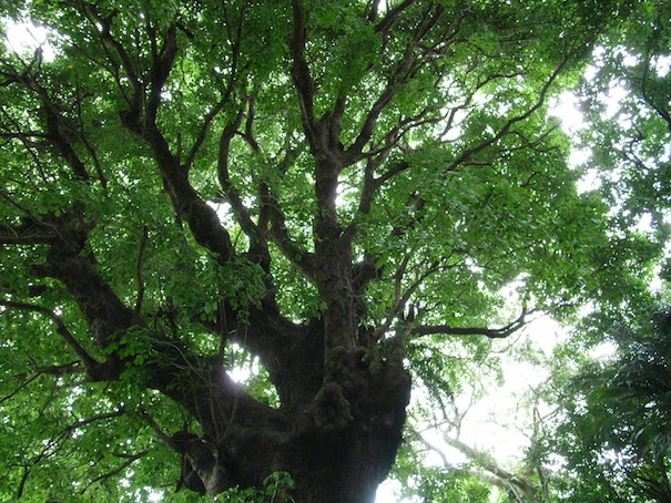 アカギの大木